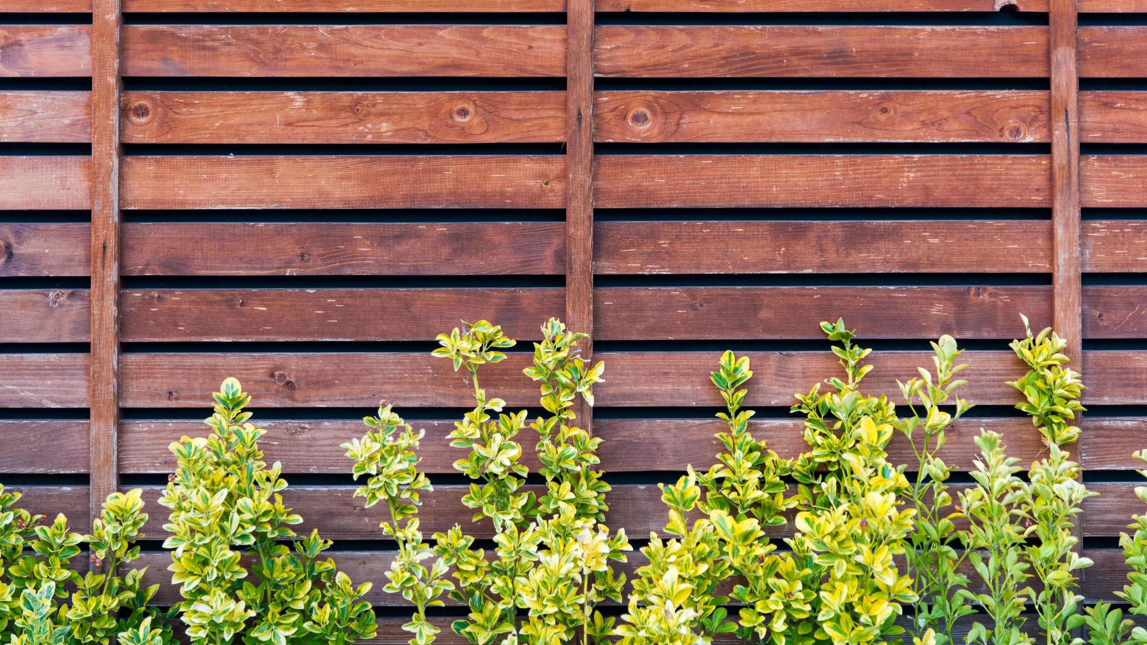 Sichtschutz im Garten – Effektive Ideen für Sie