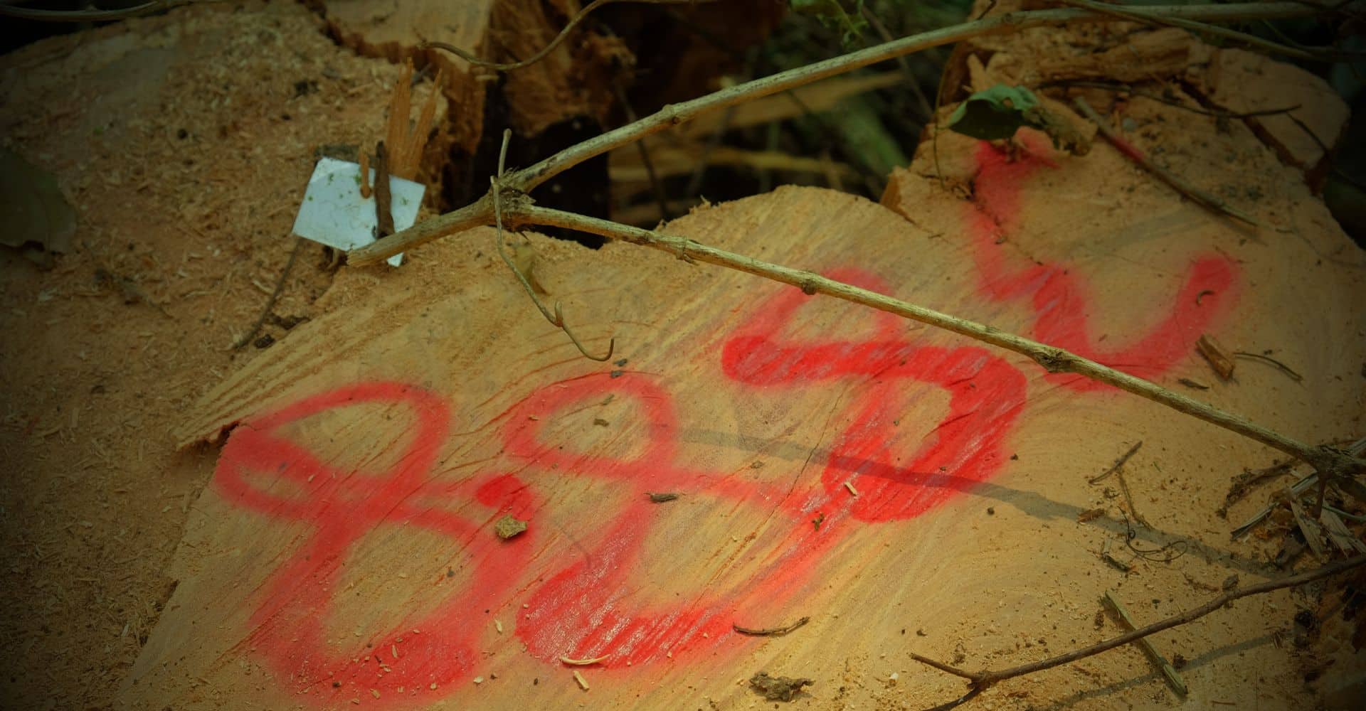 Querschnitt eines gefällten Baumstamms mit roter, aufgesprühter Nummerierung