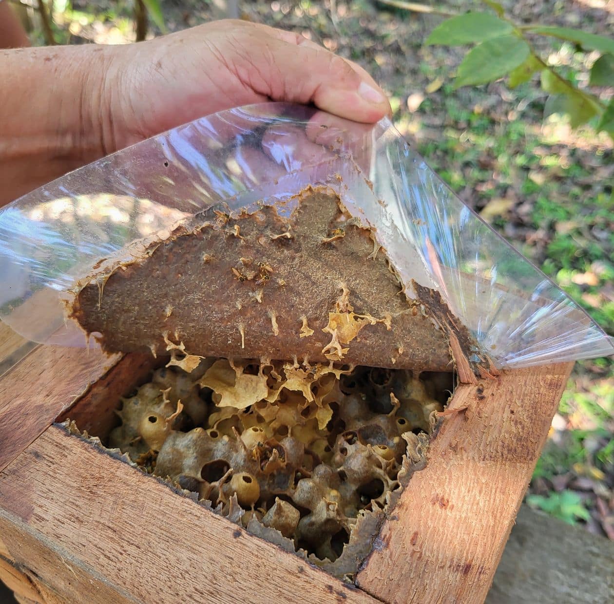 Klappe an einer Konstruktion wird geöffnet, hinter der sich ein Bienenvolk tummelt