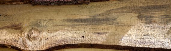Fichte, Kiefer und Co. – Wissenswertes über leichte Holzarten