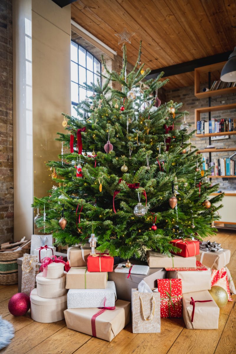 Nordmanntanne als Weihnachtsbaum