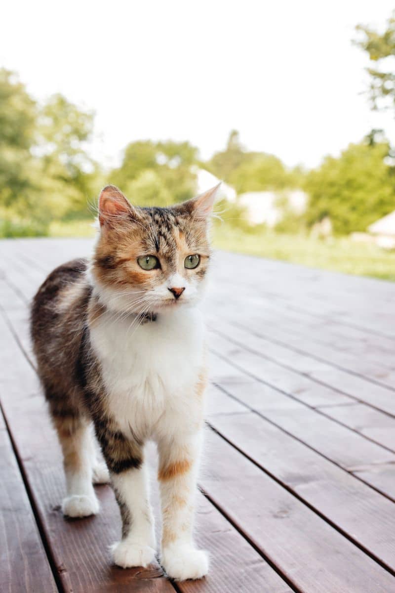 Katze auf Thermoholz