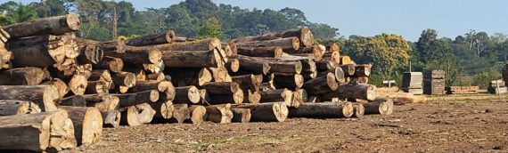 Nachhaltigkeit von Holz: Hintergründe und Tipps für den Kauf