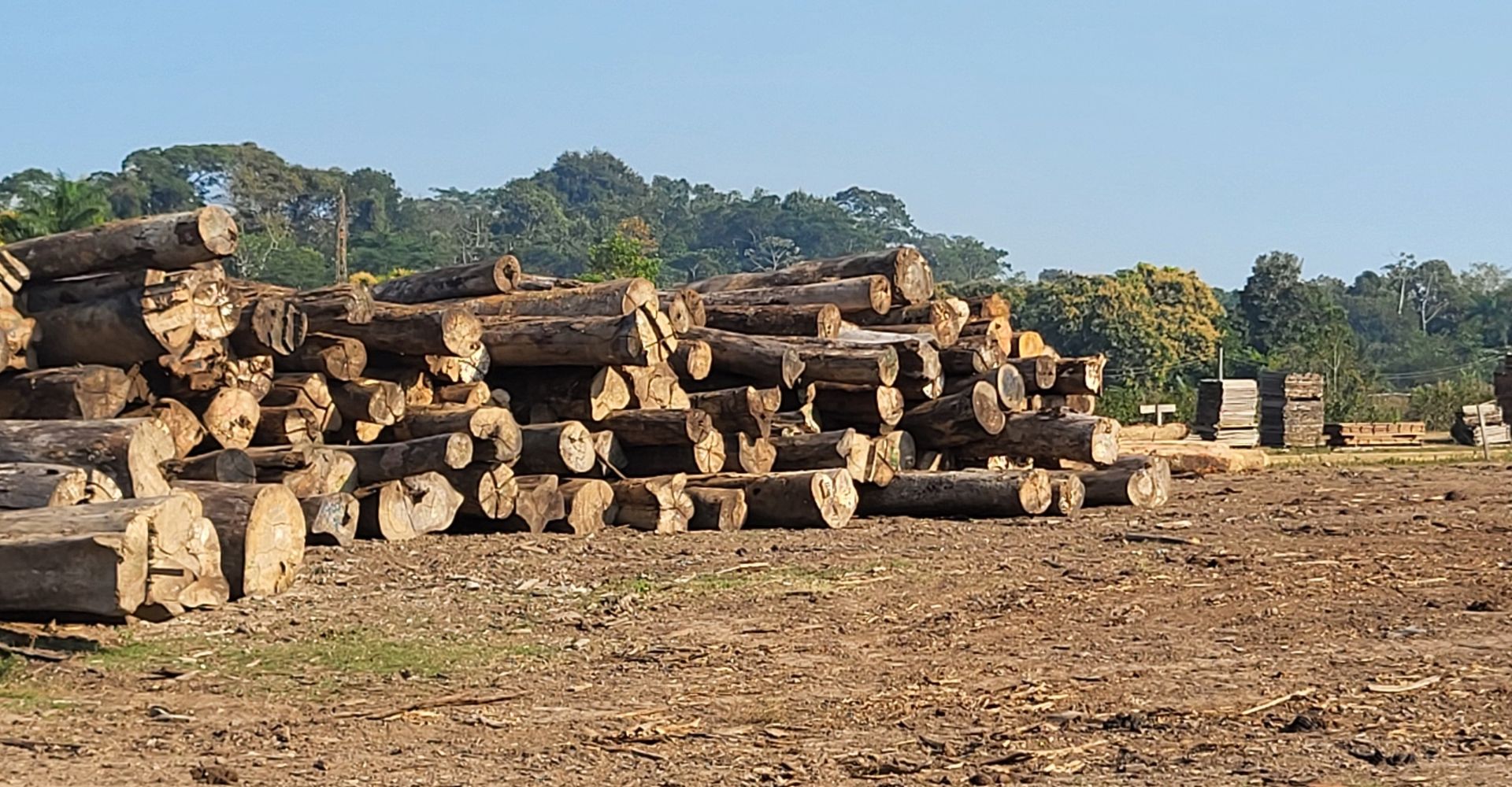 Nachhaltigkeit von Holz: Hintergründe und Tipps für den Kauf